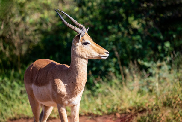 Beautiful impala is an African antelope from the African savannah of South Africa, this herbivorous wildlife lives wild and free with other animals in Africa. - Valokuva, kuva