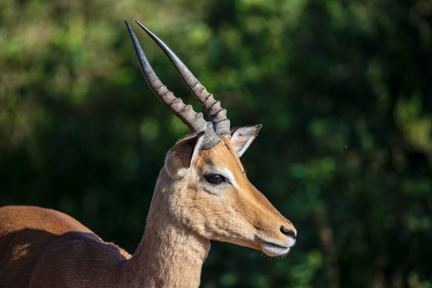 Impala head, one of the African antelopes of the African savannah of South Africa, where this herbivorous animal lives wild and free with other animals. - Fotoğraf, Görsel