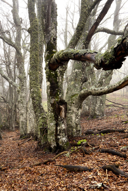 ködös erdő - Fotó, kép