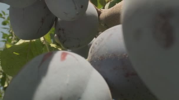 Plums grow in countryside orchids on sunny summer day - Felvétel, videó