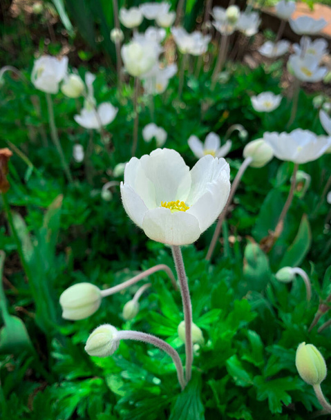 White Snowdrop anemone flower in bloom also know as Windflowers, Snowdrop windflower and Anemone sylvestris. - 写真・画像