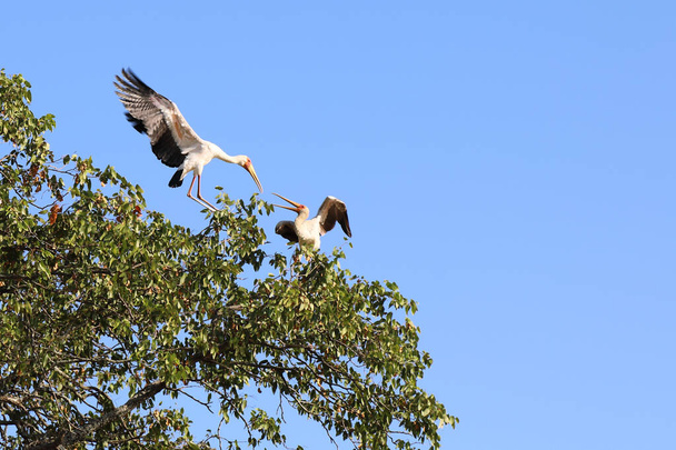 Nimmersatt / Yellow-billed stork / Mycteria ibis - Foto, imagen