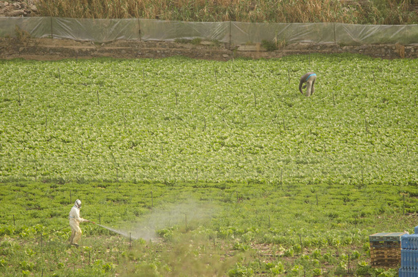 На задньому плані людина розбризкує поле і фермера. Сан-Лоренцо. Лас-Пальмас-де-Гран-Канарія. Гранд Канарія. Канарські острови. Іспанія. - Фото, зображення