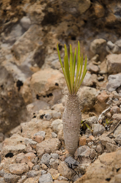 Bud of the succulent plant Kleinia neriifolia. San Bartolome de Tirajana. Gran Canaria. Canary Islands. Spain. - Фото, изображение