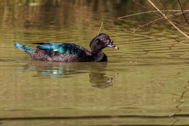 A duck swimming in an urban park lake - Foto, imagen