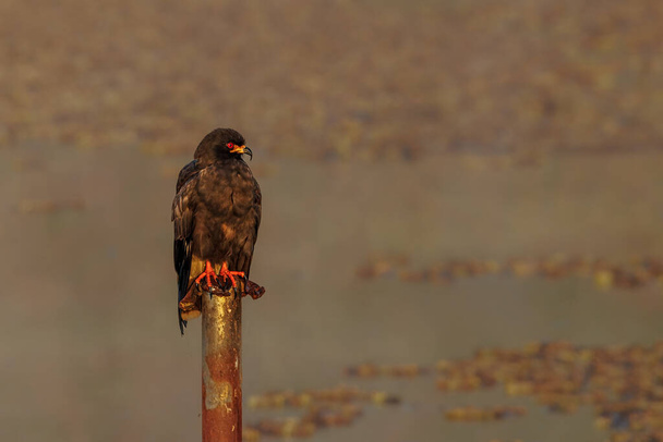 A red-eyed hawk sunbathing perched on a pole just after the sunr - Foto, imagen
