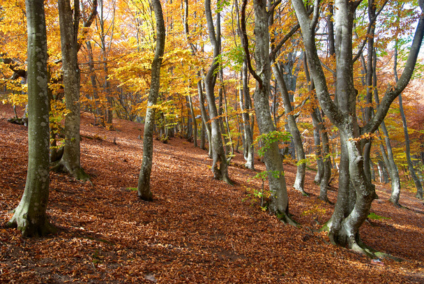 Autumn forest - Fotoğraf, Görsel