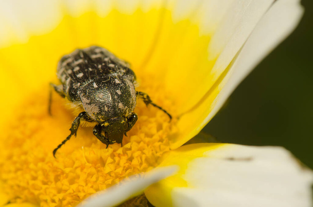 White spotted rose beetle Oxythyrea funesta on a flower of garland chrysanthemum Glebionis coronaria.. Gran Canaria. Canary Islands. Spain. - Photo, Image