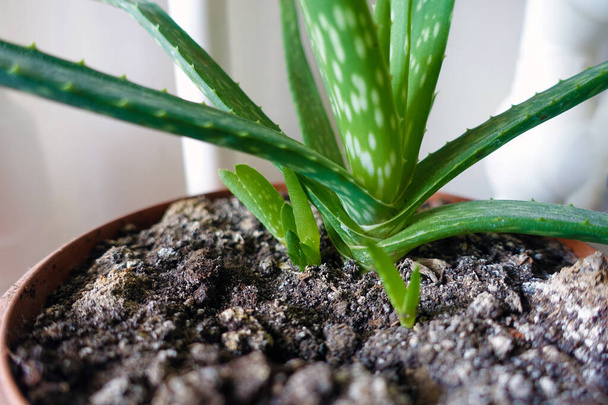 aloe vera plant in plant pot, aloe vera flower, growing aloe vera plant at home, - 写真・画像