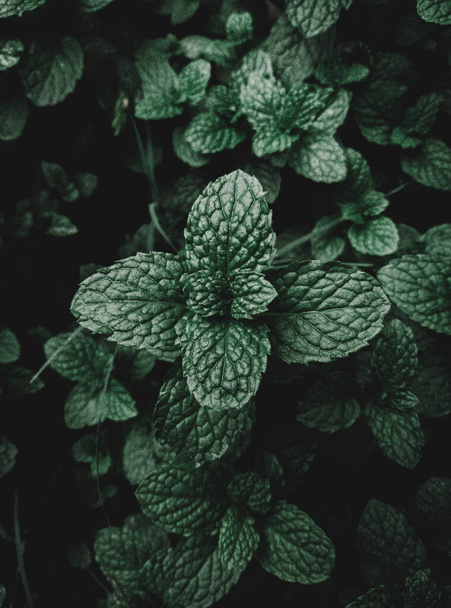 Tiro isolado de uma cabeça de planta de hortelã de seis folhas no tema escuro Moody. - Foto, Imagem