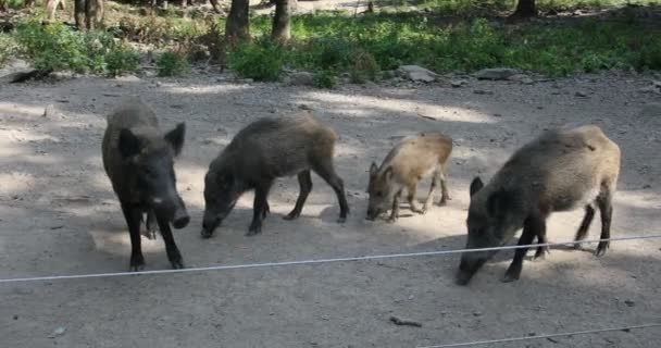 Wild boar with freshlings in the mud - Footage, Video