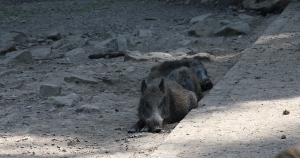 Wild boar with freshlings in the mud - Footage, Video