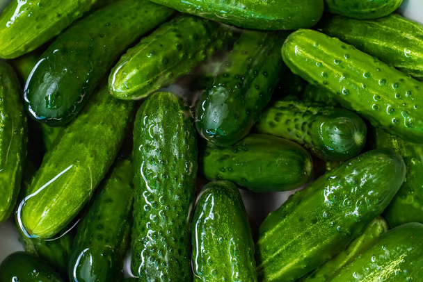 Fresh green cucumbers. Texture pattern background green cucumbers. Image fresh green cucumbers. - Photo, Image