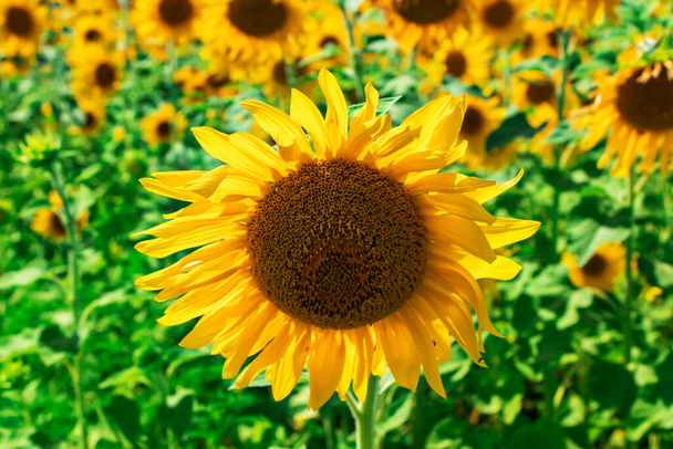 Sunflower close-up on a background of blue sky on a sunny day. Side view. High quality photo. - Photo, Image