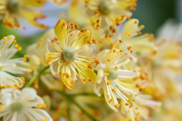 tilleul fleur au printemps, belle fleur de tilleul au printemps pendant la floraison - Photo, image