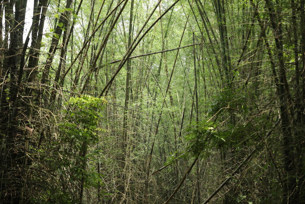 Ευρεία βολή από τεράστια στίγματα μπαμπού στο δάσος της ζούγκλας - Φωτογραφία, εικόνα