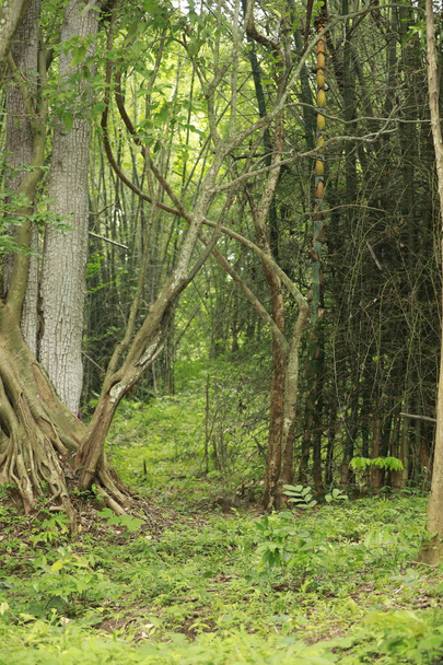 Gros plan d'énormes fourrés de bambou dans la forêt de la jungle - Photo, image