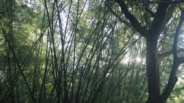 Ormandaki Büyük Bambu Çalılıklarının Geniş Çekimi - Fotoğraf, Görsel