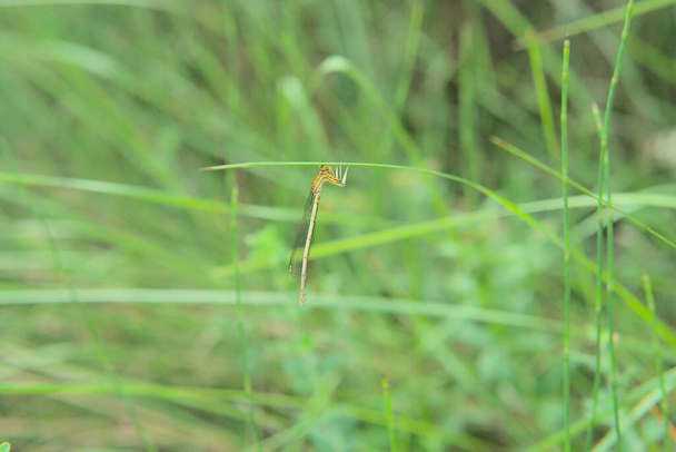Female White Featherleg on grass, Platycnemis latipes, Zygoptera, Platycnemididae. Lives in low to moderately fast running waters in lowlands and hilly areas - Photo, Image