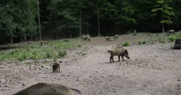 Wildschweine mit Frischlingen im Schlamm - Filmmaterial, Video