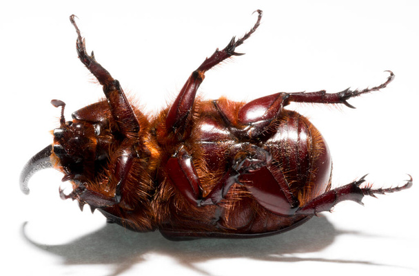 El escarabajo rinoceronte europeo (Oryctes nasicornis) es un gran escarabajo volador perteneciente a la subfamilia Dynastinae. Imago, un insecto macho. - Foto, imagen