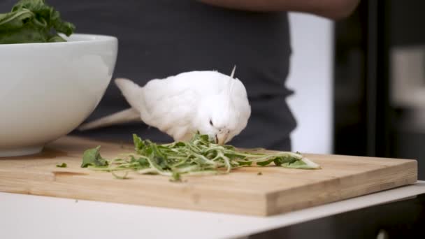 Albino cockatiel eating the rests of swiss chard its owner is preparing. White-faced Lutinos mutation. - Materiał filmowy, wideo