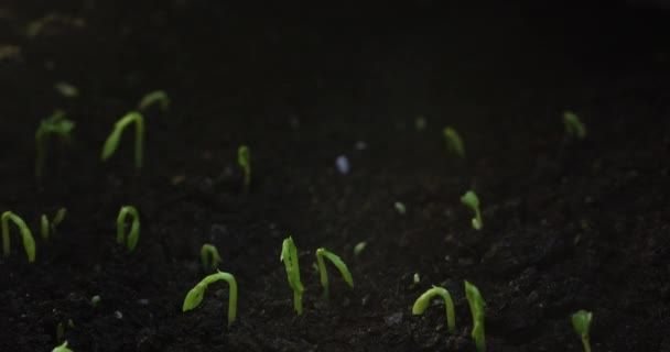 Timelapse of growing plants with lens flare. The birth of a new life in nature. Grows a sprout through the ground. High quality 4k footage - Materiał filmowy, wideo