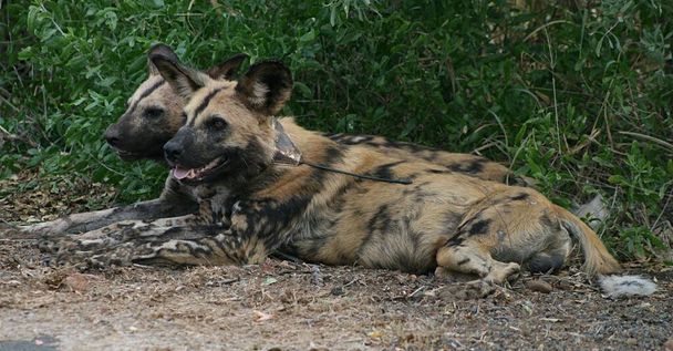 Two African wild dogs laying next to each other wearing trackers - Foto, afbeelding