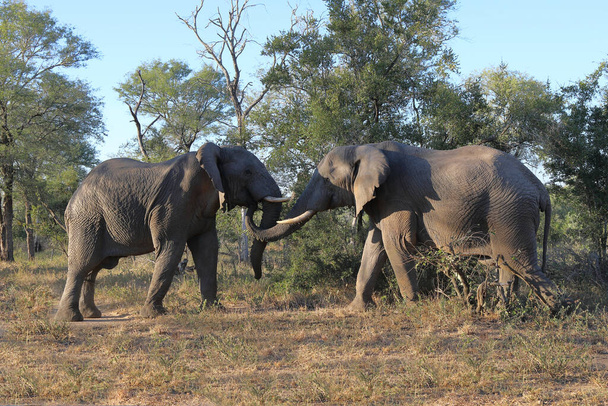 Afrikanischer Elefant / African elephant / Loxodonta africana - Foto, imagen