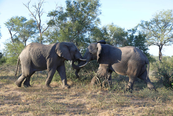 Afrikanischer Elefant / African elephant / Loxodonta africana - Foto, imagen