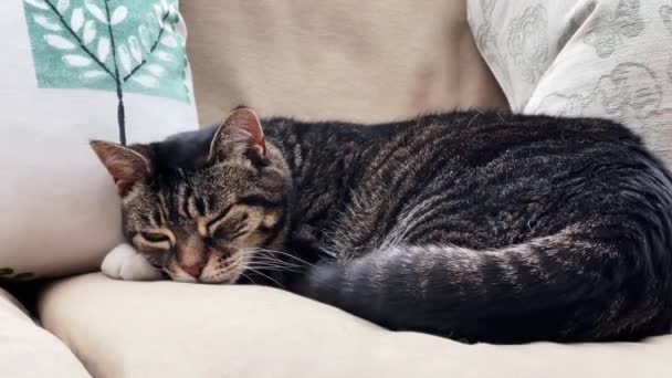 Женская кошка табби, отдыхающая на диване дома, милая симпатичная обожаемая питомица. Высококачественные 4k кадры - Кадры, видео