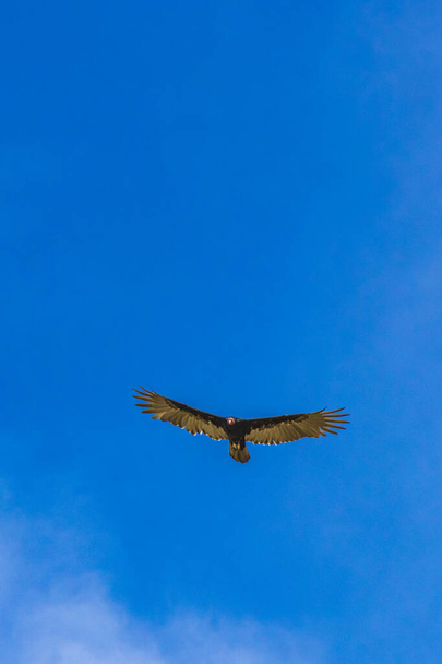 Tropical Black Turkey Vulture Cathartes aura aura flies lonely with blue cloudy sky background in Playa del Carmen Quintana Roo Mexico. - Фото, зображення