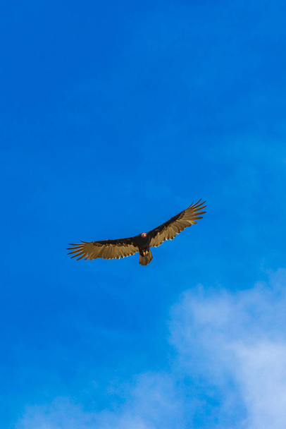 Tropical Black Turkey Vulture Cathartes aura aura flies lonely with blue cloudy sky background in Playa del Carmen Quintana Roo Mexico. - Foto, imagen