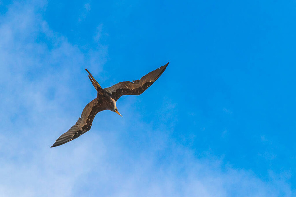 Fregat bird birds flock are flying around with blue sky clouds background in Playa del Carmen Quintana Roo Mexico. - Fotografie, Obrázek