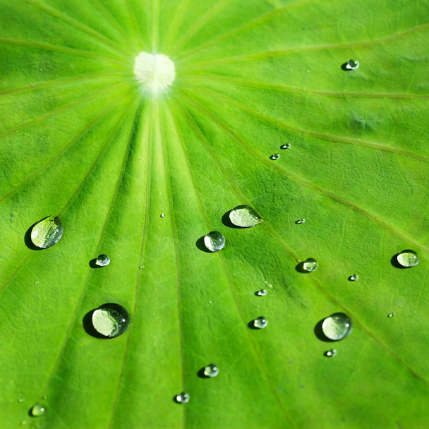 Dew drops on leaf - Foto, afbeelding