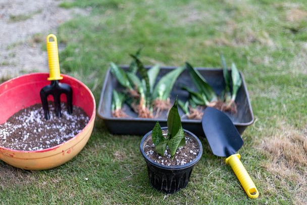 Propagating snake plant from leaf cuttings with selective focus - 写真・画像