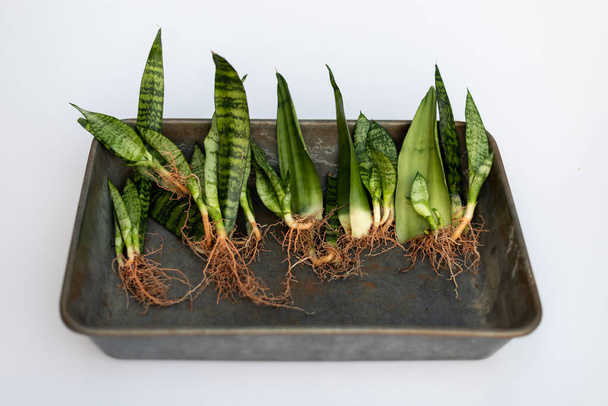 Propagation of sanseveria plants from leaf cuttings laying in a tray bare roots plants - Fotografie, Obrázek