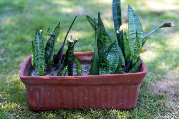 Sensaveria plants propagation in a clay pot at home in the garden - Foto, Bild