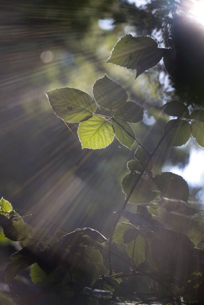 Solar harps through green leaves in Terhosterzand, the Netherland - Фото, изображение