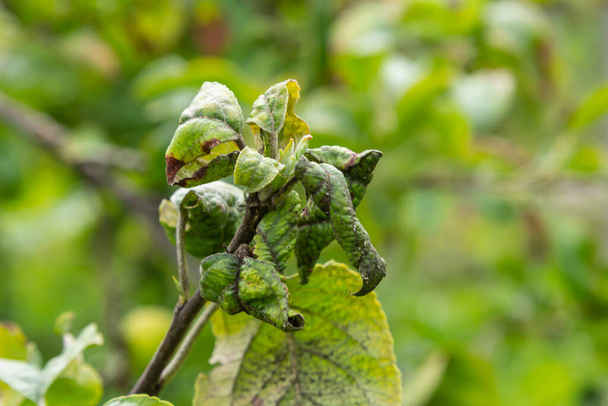 Rosy leaf-curling apple aphids, Dysaphis devecta, apple tree pest. Detail of affected leaf. - Φωτογραφία, εικόνα