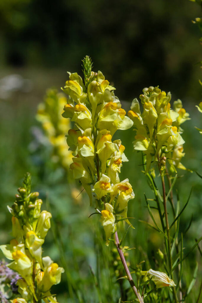 Linaria vulgaris, names are common toadflax, yellow toadflax, or butter-and-eggs, blooming in the summer. - Photo, Image