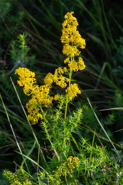 Galium verum is a herbaceous perennial plant of the family Rubiaceae. Flowering meadow, fragrant, honey plants. - Photo, Image