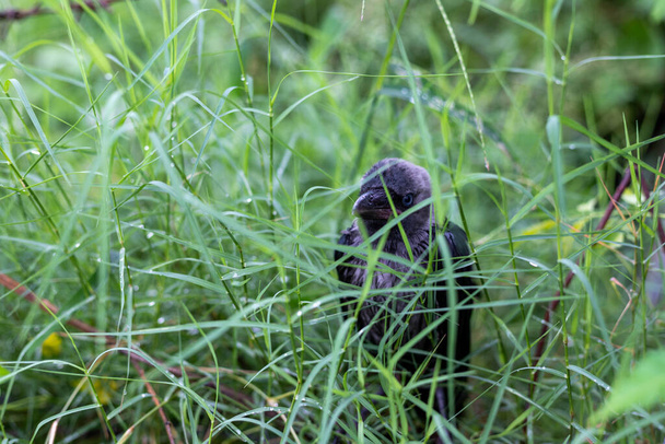 Crow hiding behind the grass - Photo, Image