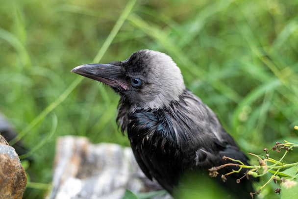 Baby crow in Rain taking cover in the fields with selective focus and blur background - Photo, Image