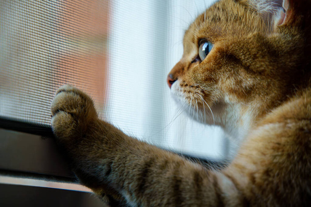 Cute Brown British Shorthair Kitten - Foto, Bild