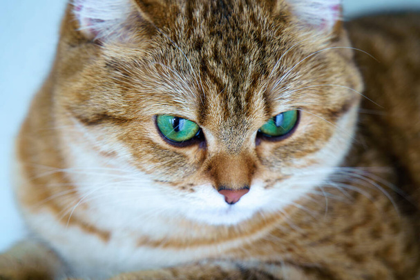 Cute Brown British Shorthair Kitten - Foto, Bild