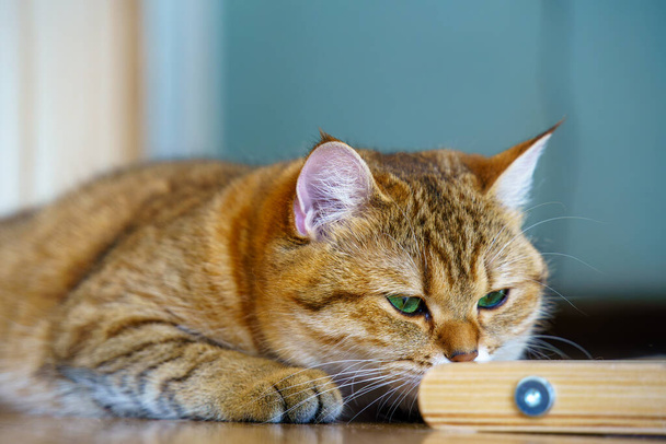 Cute Brown British Shorthair Kitten - Photo, Image