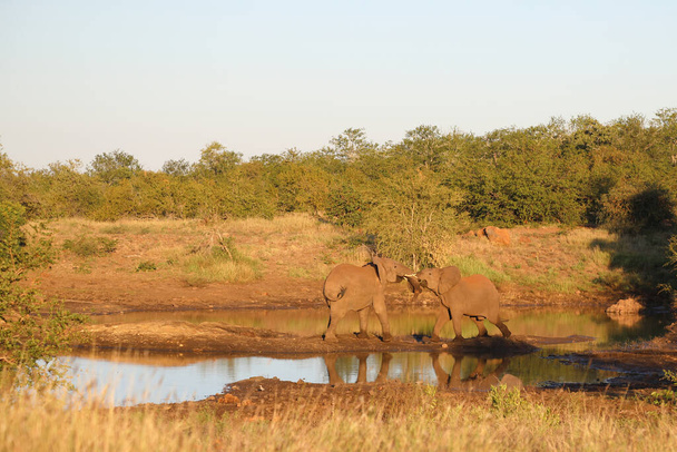 Afrikanischer Elefant / African elephant / Loxodonta africana - Foto, Imagen