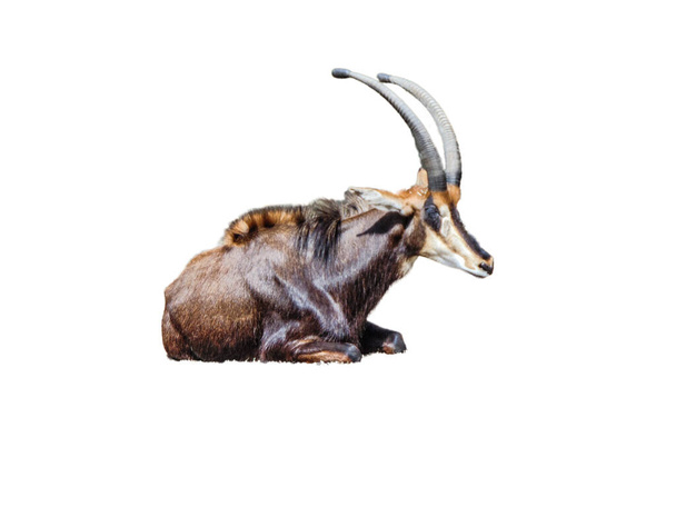 Sable antelope isolated on white background - Foto, immagini