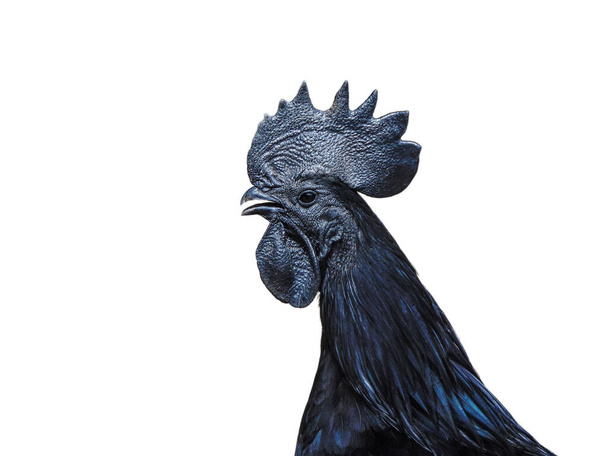 Ayam Cemani black rooster isolated on white background. Gallus gallus domesticus - Photo, image
